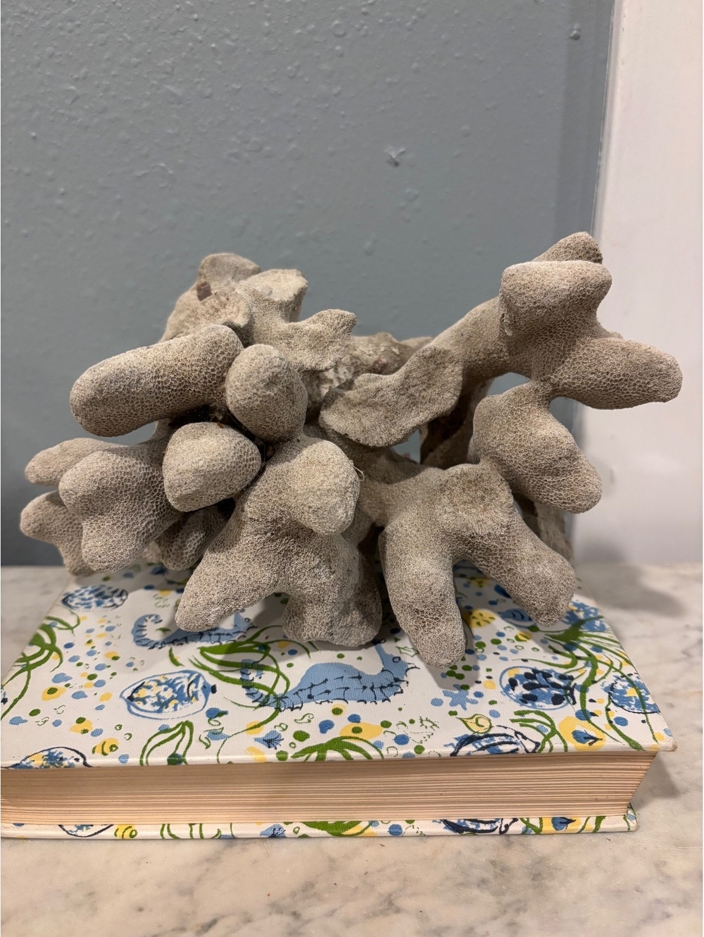 Cats Paw Coral Specimen 8x5" Natural Coral Sculpture Coastal Decor